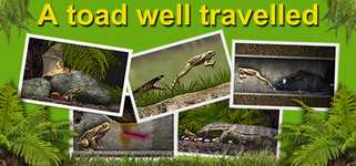A toad well travelled background image