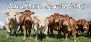The Cows Are Watching background image
