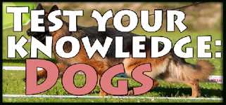 Test your knowledge: Dogs cover image