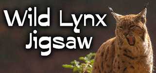 Wild Lynx Jigsaw background image